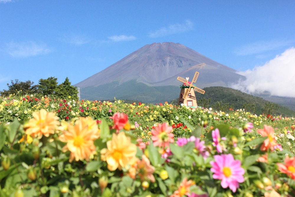 天空のダリア祭り16 富士山麓のお花畑を見に行きましょう バイクトピックス レディスバイク